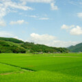 夏の吉田の風景です。弊窯から車で2分程です。 嬉野の水田